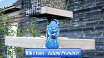 Wild Bird House : Blue Jays Eating In-Shell Peanuts!