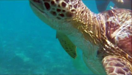 TARTARUGHE e PESCI del Mar Rosso di BAKKAR