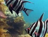 Underwater video of marine life in Port Philip Heads Marine National Park