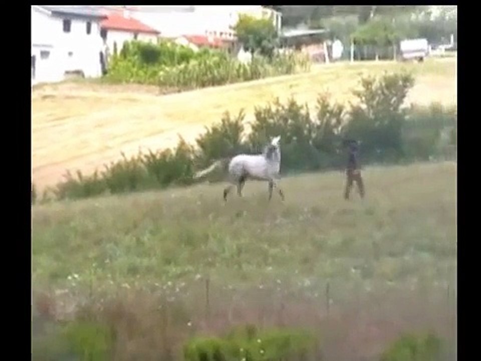 Fiducia e Addestramento di un cavallo Arabo