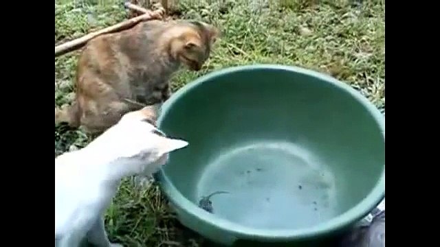 TOP funny Cats fails+falling compilation,Funny pranks,funny crazy cat-copypasteads.com