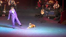 Boxer Dog in Roncalli Circus 2012.mp4