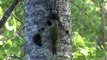 GRÅSPETT - HÄCKNING.  Grey-headed Woodpecker  (Picus canus)  Klipp - 1252