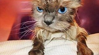 Photos Of Wet Angry Cats,