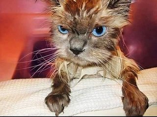 Photos Of Wet Angry Cats,