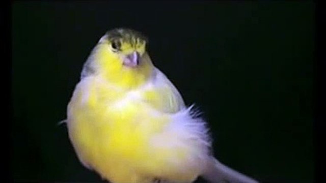 Pico Chan Chan Chan Song by Canary PICO