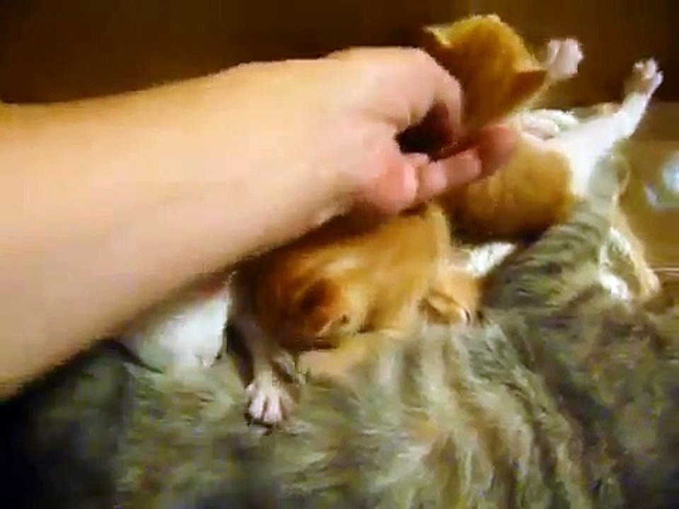 子猫授乳