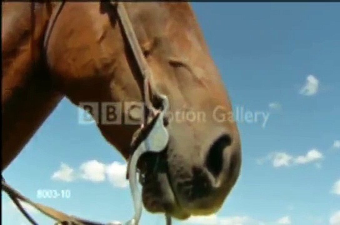 Horses ~The Initiation~