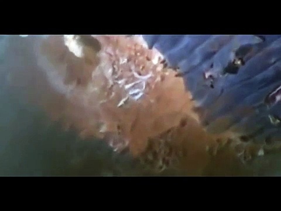 Blue Whale Eaten Alive By A Tiger Shark