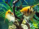 Gold Marble Angelfish Spawning