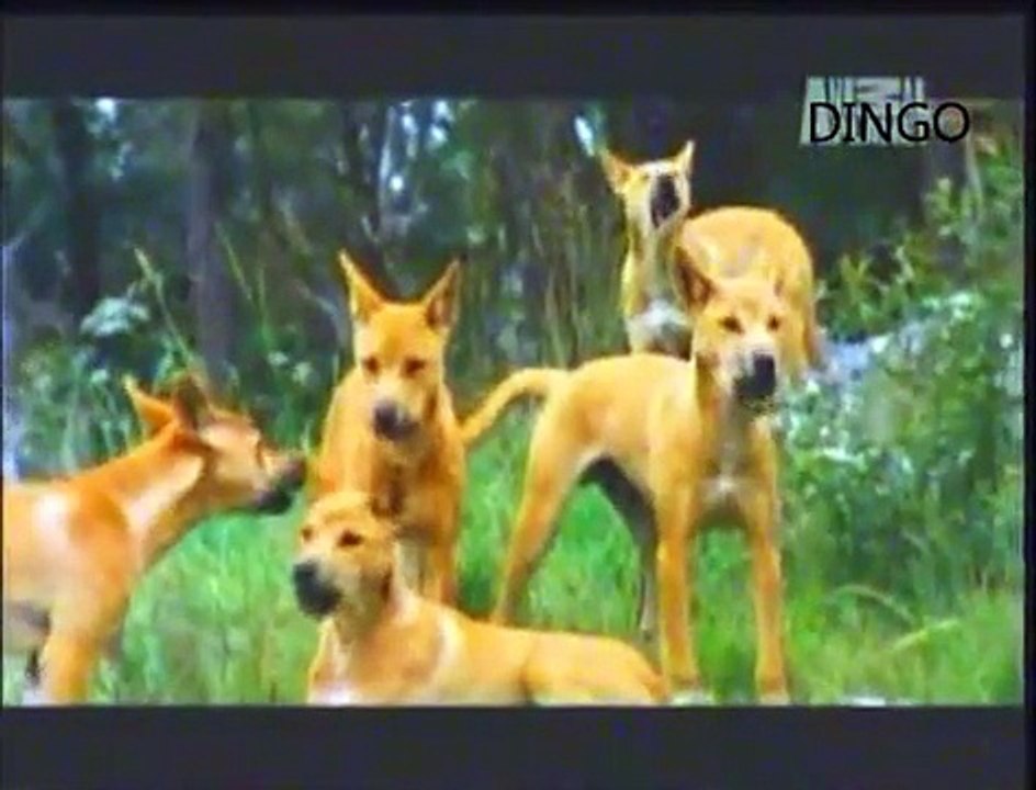 DINGO - ABC CANINO - Latino