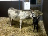 Vets on call - new foal born at The Donkey Sanctuary