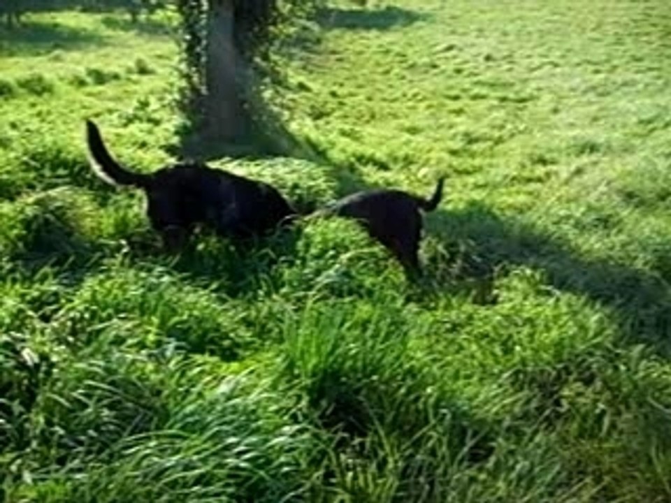 chien au lac de beaulieu
