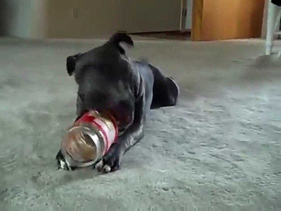 Vida Thunderpants vs the Peanut Butter Jar - blue pitbull puppy (full video)