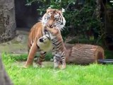 Tiger Cub and Mama @ San Francisco Zoo