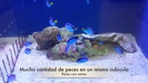 Acuario Marino TV #19 La Verdad Sobre las Tiendas de Peces