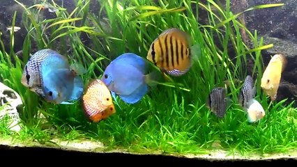 discus