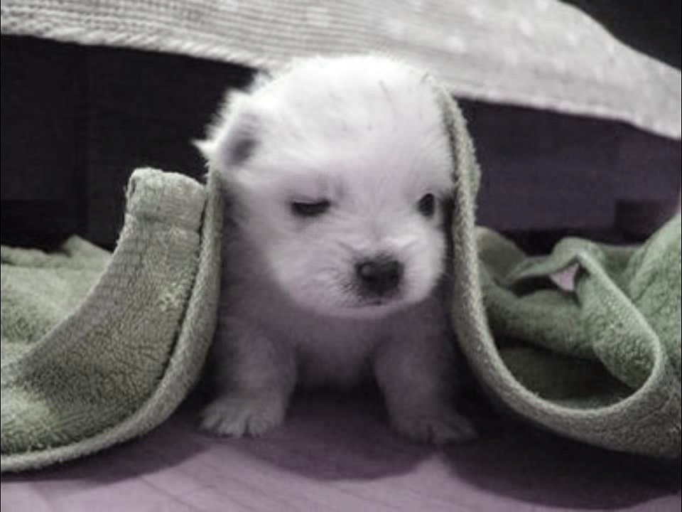 cute baby dog