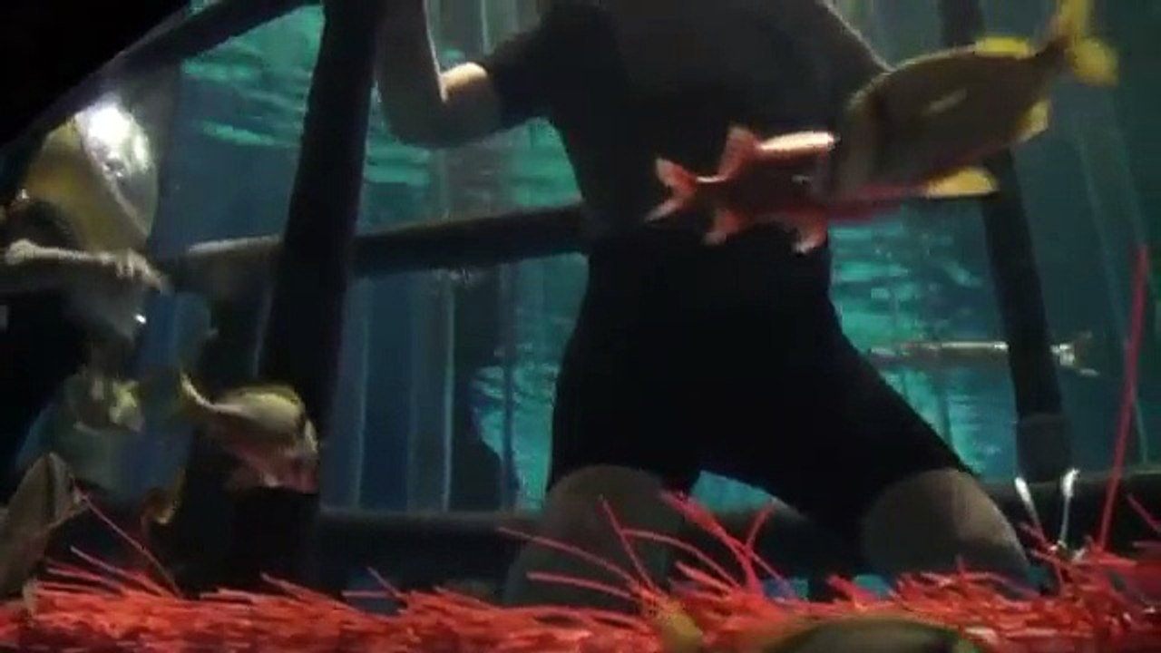 Shark diving( rencontres avec les requins au Marineland)