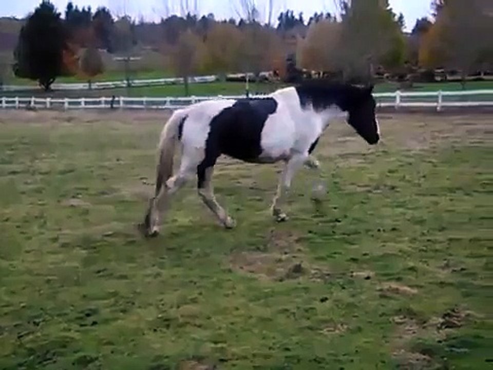 Stringhalt in Horses