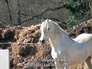 100 CHEVAUX SUR L HERBE  CESAR