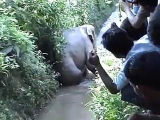 SHOCKING GORY ELEPHANT DEATH