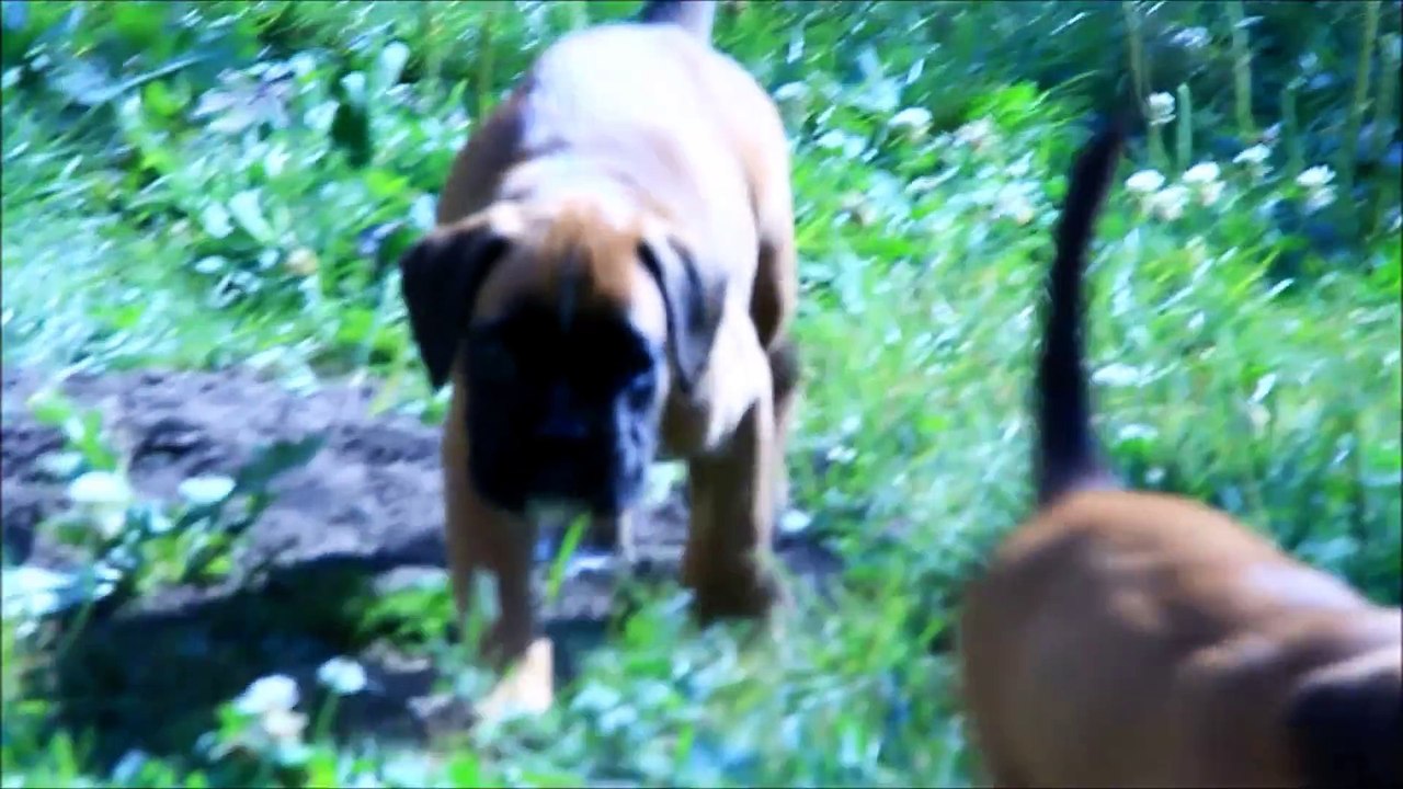 Lootah des Steppes Perdues (IOWA du RANCH de la RIVIERE ESPERANCE X GIOTTO du DOLON / Portée des "L" 2015)