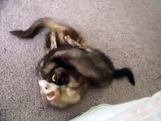 Ferrets Fighting