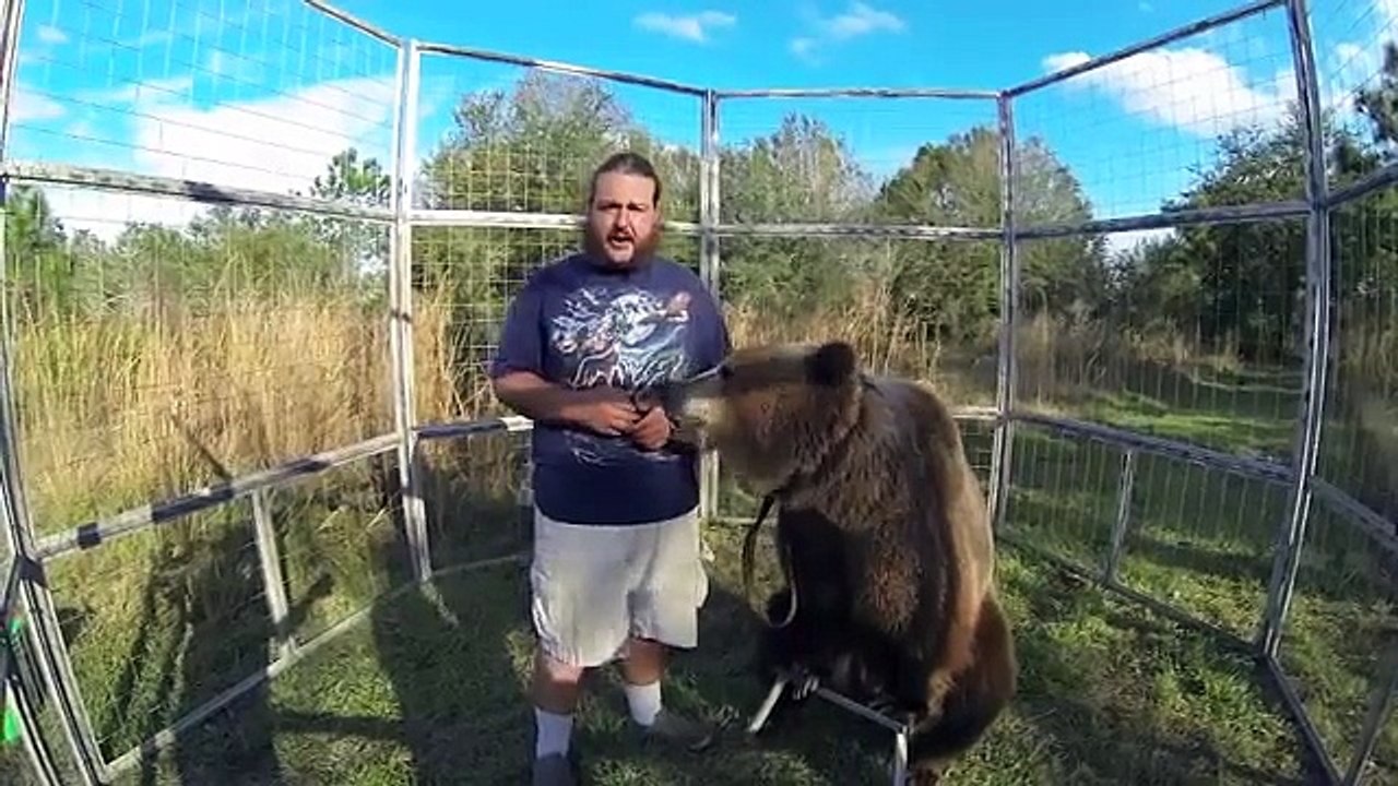 Bears