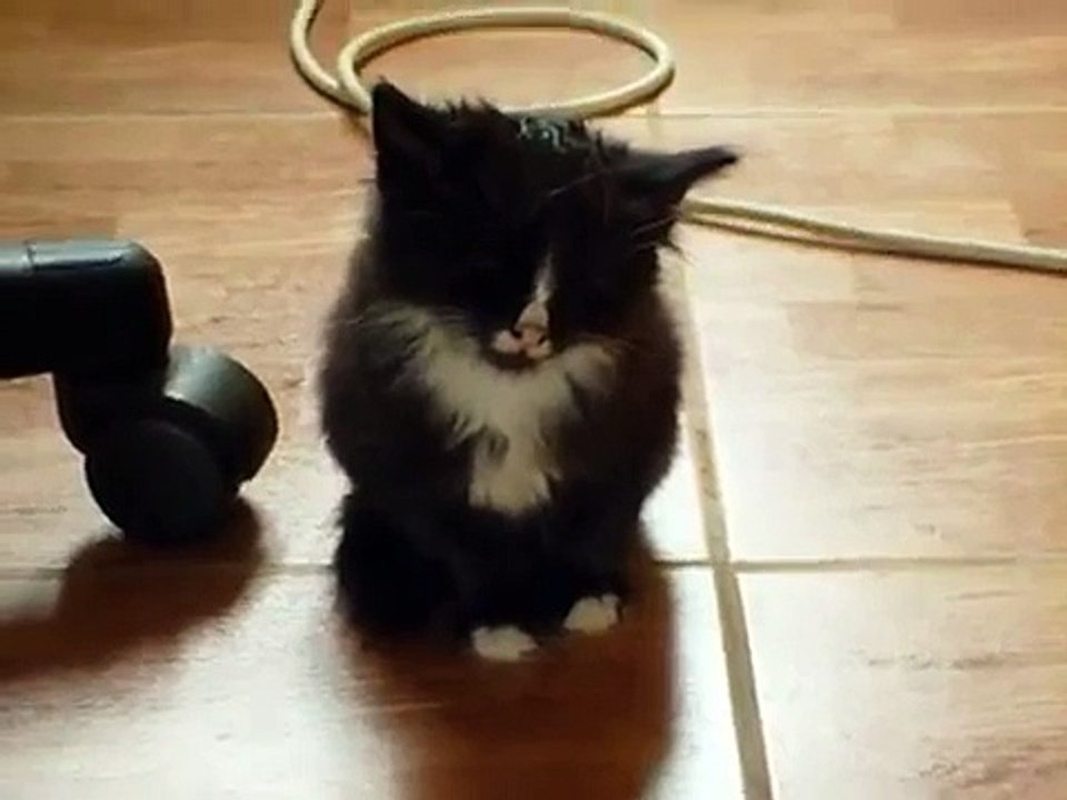 very busy cat