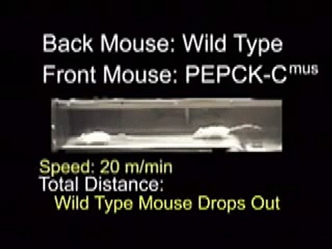 Mighty Mouse - Genetically Modified Mice