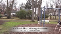Australian Shepherd Off Leash K9 Training New Jersey