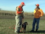 Gordon Setter Yard Training