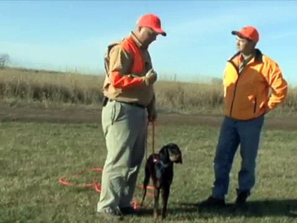 Gordon Setter Yard Training
