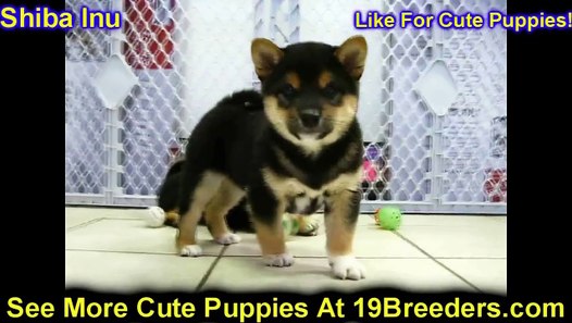 Shiba Inu Puppies For Sale In Hampton Virginia West Va