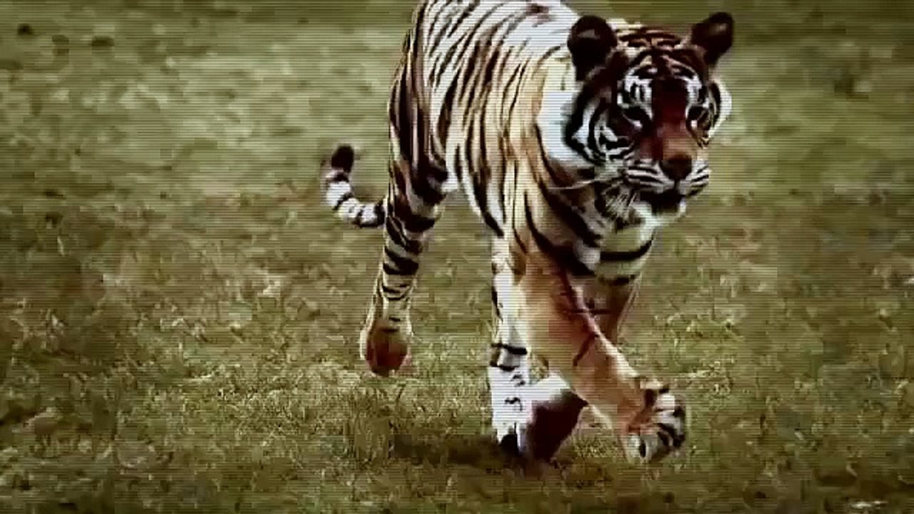 Nat Geo Wild - Big Cat Week (Tiger)