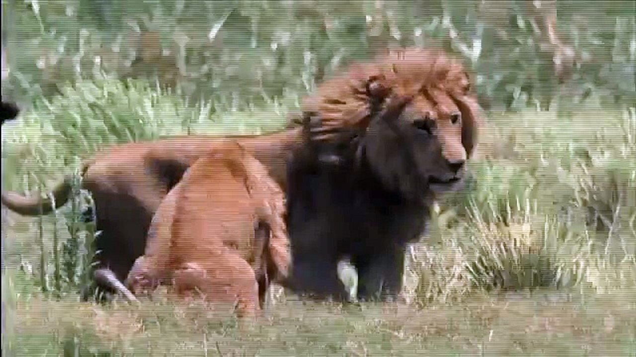 Nat Geo Wild - Big Cat Week (Lion)