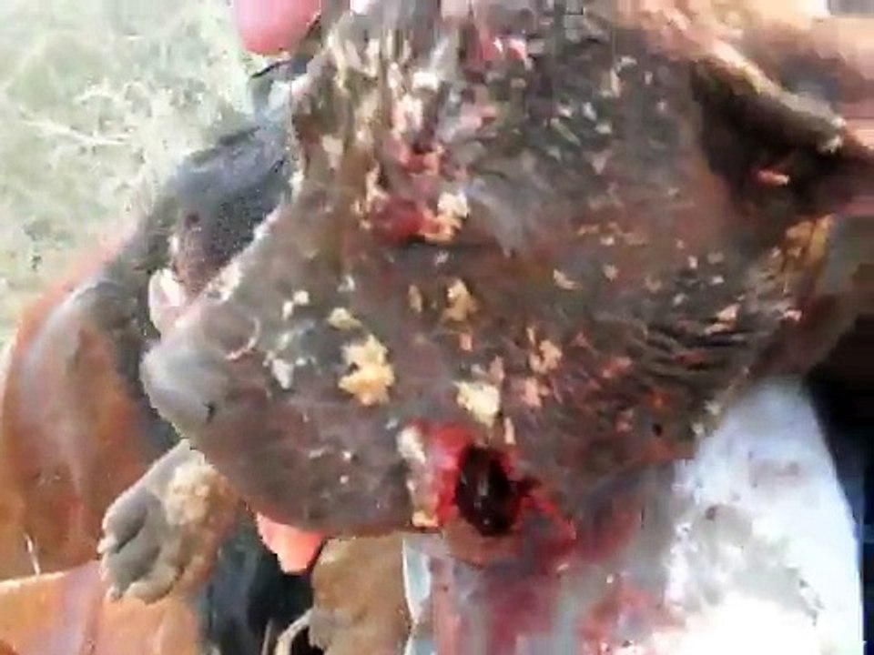 caza de chancho con perro