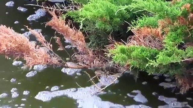 Elton John & Billy Joel Piano Man HD MP4 Free for downloud wmv