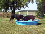 More Rottweilers in their pool !