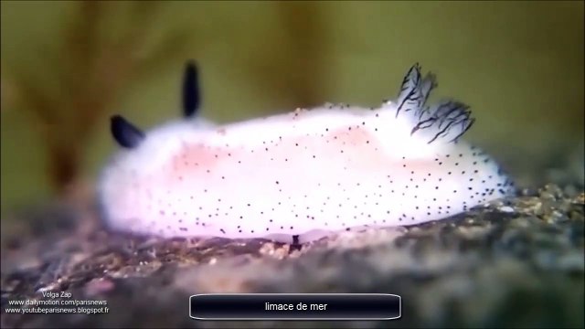 limace de mer
