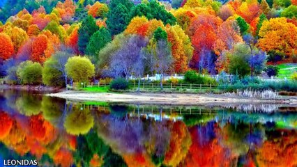 Harp Instrumental - (Relaxing Harp Music to Sleep and Study)