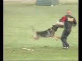 Schutzhund world championship WUSV October 2009-German shepherd Dog Training Equipment