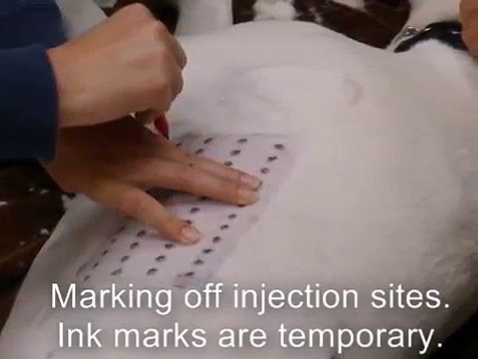 Intradermal skin test on a dog