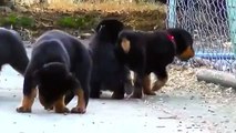 Rottweiler, Husky, German Shepherd and pit bull puppies playing