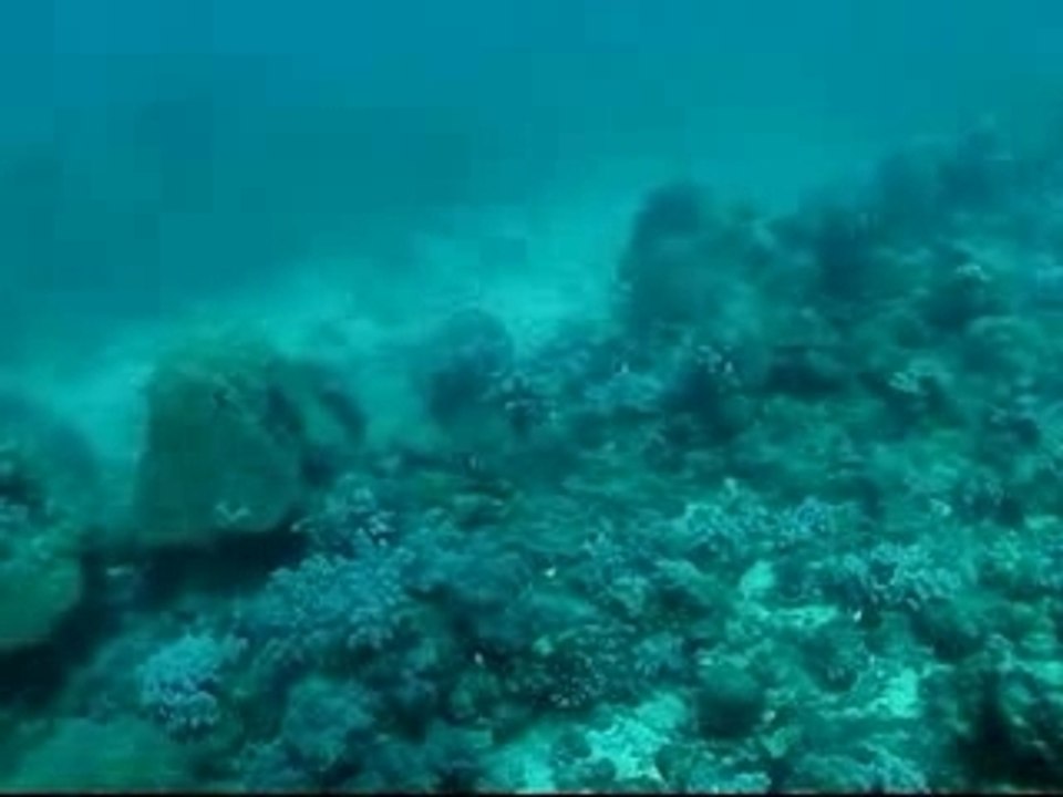 île Maurice le chants de baleine Vidéo Dailymotion