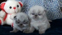 Fuzzy Fuzzy Cute Cute Kittens