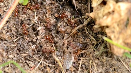 Des Myrmica tueuses d'araignées