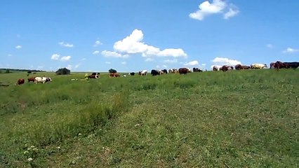 Сельский колорит. Доение коров. Rustic charm. Milking cows.