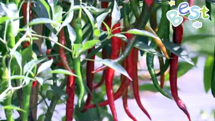 Menanam Cabe Di Lahan Sempit